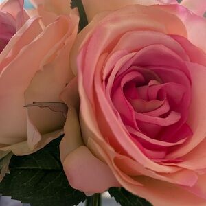 Meet your Posher, Ann